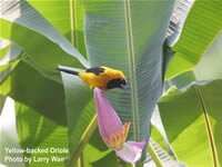 Yellow-backed Oriole